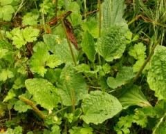 KONICA MINOLTA DIGITAL CAMERA