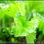 Wildcrafting Wednesday