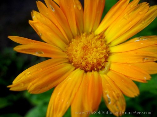 Calendula