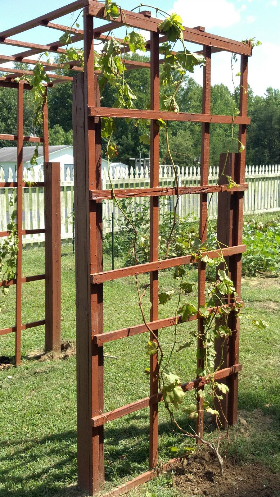 Re-purposed grapevine trellis!