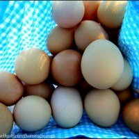 How to Get More Eggs from Your Laying Hens