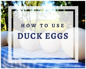 How to use duck eggs banner