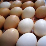 Spring-like Weather & The HomeAcre Hop #111