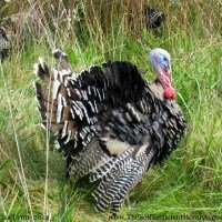 How to Raise Turkeys