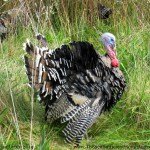 Gearing up for Thanksgiving & The HomeAcre Hop #95