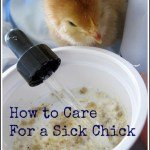 How to Care for a Sick Chick