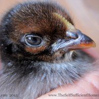 How to Care for Day Old Chicks