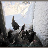 Do Chickens Lay Eggs in the Winter?