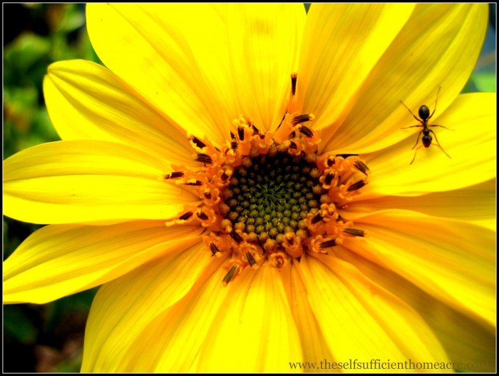 Sunflower with ant