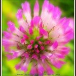 Wildcrafting Wednesday