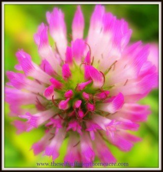 Clover flower