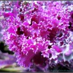 The Creative HomeAcre Hop #3