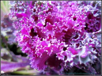 Purple Kale