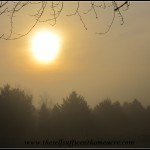 Foggy Morning in the Chicken Pasture