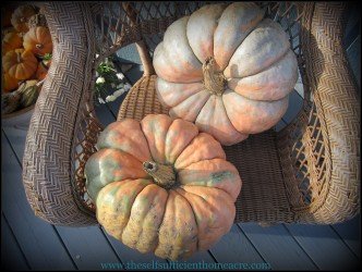 Heirloom Pumpkins