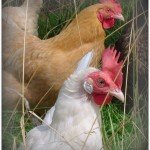 Chickens will provide you with eggs, and meat if you can butcher them yourself.