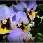 Winter Homesteading Tasks