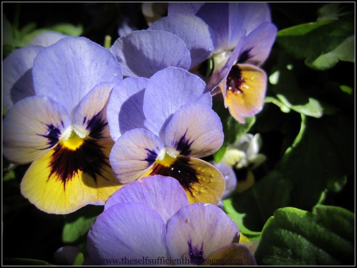 Dreaming of spring will have to wait...I've got work to do!