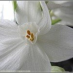 Paperwhite Narcissus