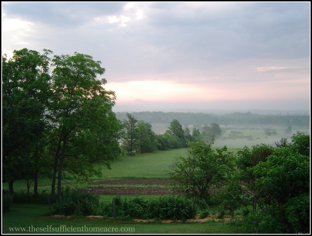 The view from my parents' back porch.