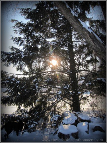 snow on fir tree