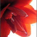 Double Red Amaryllis
