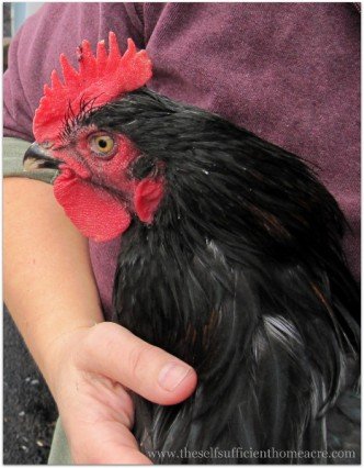 Butchering a Black Broiler chicken