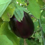 Mary’s Heirloom Seeds Giveaway!