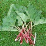 Farm to Table Through the Year E-book Announcement!