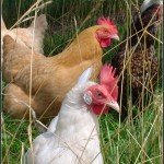 The HomeAcre Hop #35