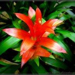 The Creative HomeAcre Hop #8