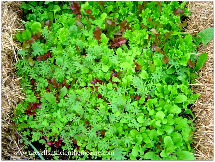 I crave green plants in the winter!