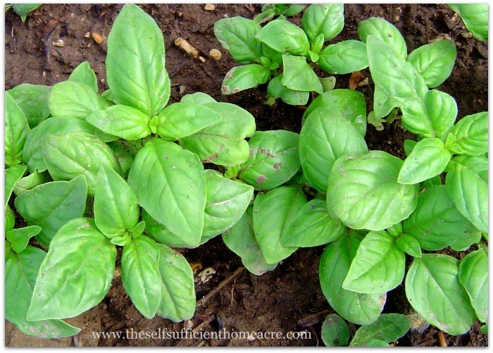 Don't let your little plants stay wet!