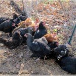 The Prepper Project � Chicken Breeds