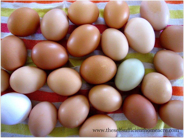 Can you keep egg production up and reduce feed costs?