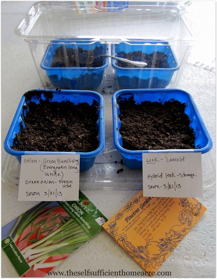 Starting onion seeds in 'nursery' containers.