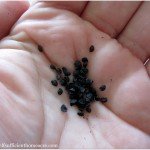 Getting ready to start seeds indoors!