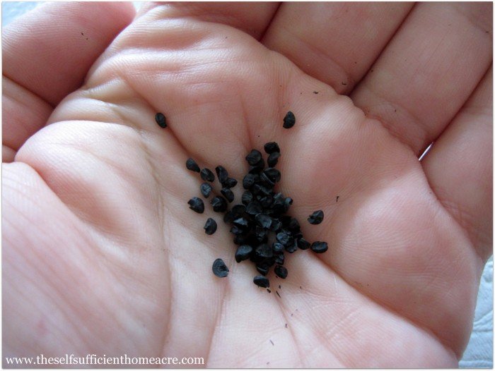 Getting ready to start seeds indoors!