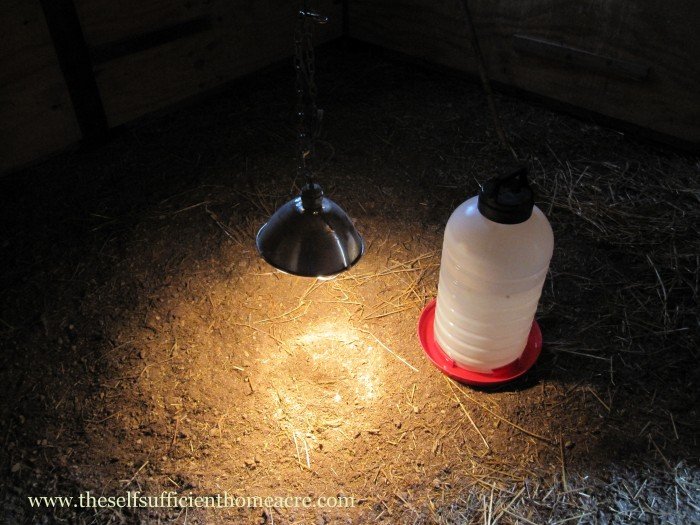 To increase egg production in winter, you may need to have a light on in the coop.