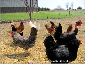 Chicken Flock