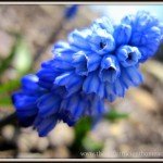 The Creative HomeAcre #13