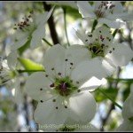 The Creative HomeAcre Hop #15