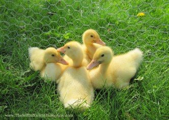 The ducklings on their first day outside.