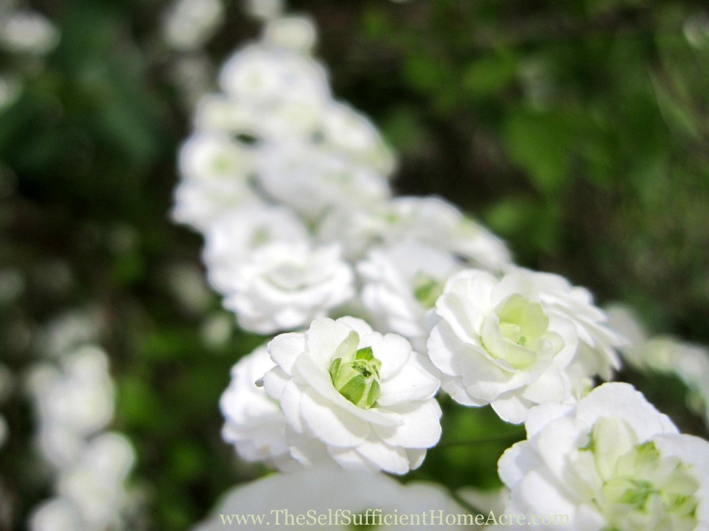 Bridal Wreath Spirea