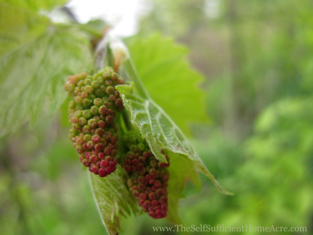 Cluster of wild grape flower buds.