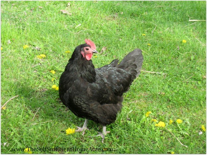 One of my Black Australorps struck a pose for the camera!