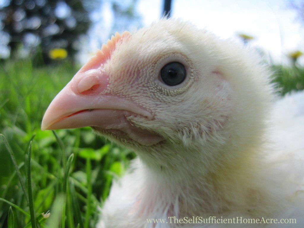 Cornish X meat chick at 3 weeks old.