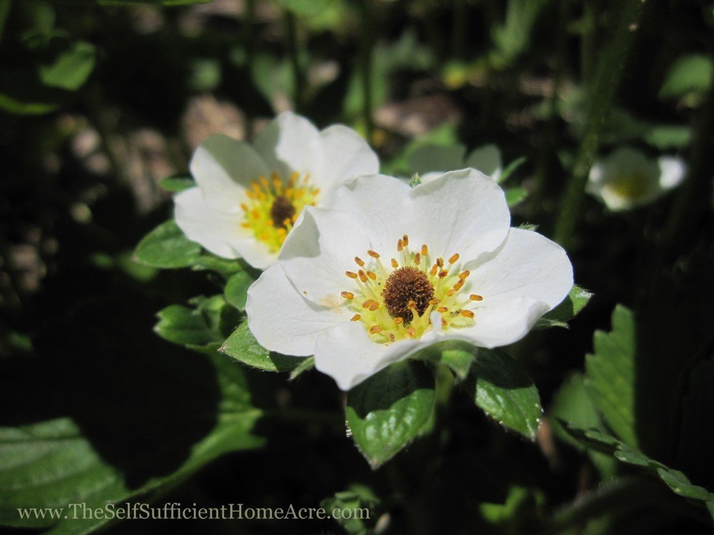 Strawberry flowers...can't wait for fresh berries!