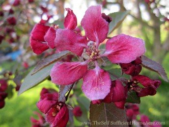 I love the scent of the crabapples in full bloom!