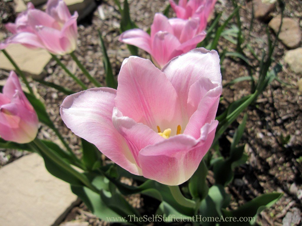 Some of the tulips I planted last fall.